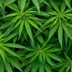 Ştiţi care este diferenţa dintre cannabis şi marijuana?
